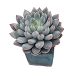 Pachyphytum Anthony Quinn