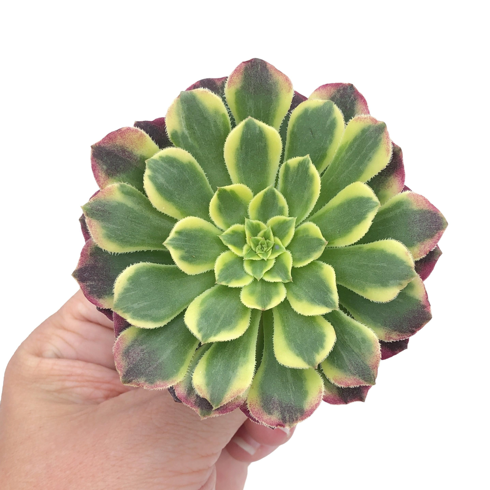 Variegated Aeonium Hybrid