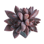 Echeveria Tremolo, Triple