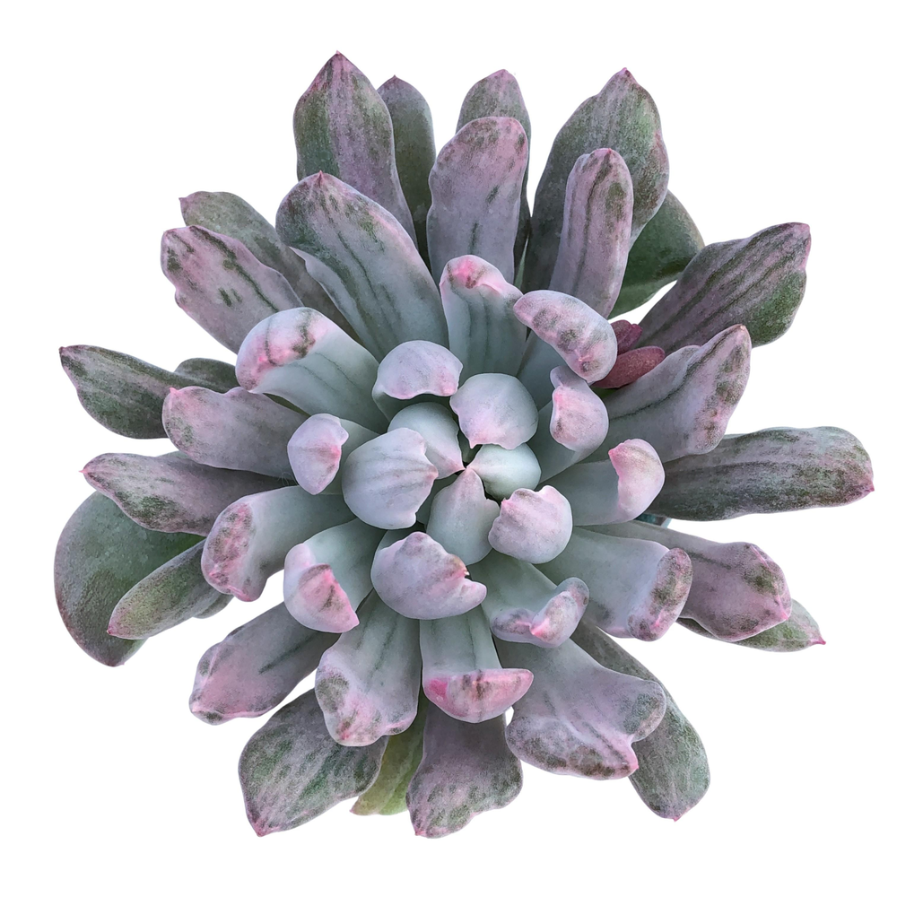 scheideckeri succulent Pachyveria Scheideckeri, Variegata – Cedar Creek Farmhouse