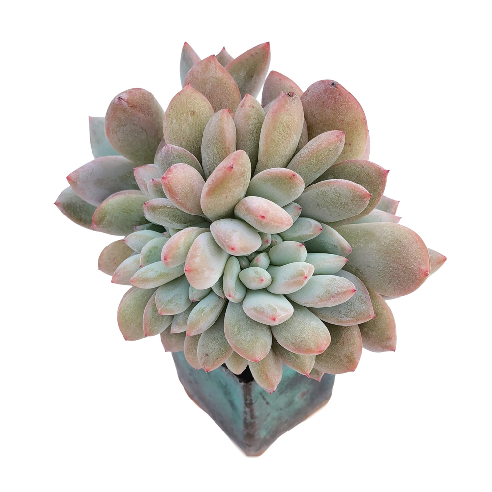 Echeveria Orange Monroe, Cristata