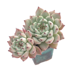 Echeveria Zaragosa, Original Form (Not Perfect)