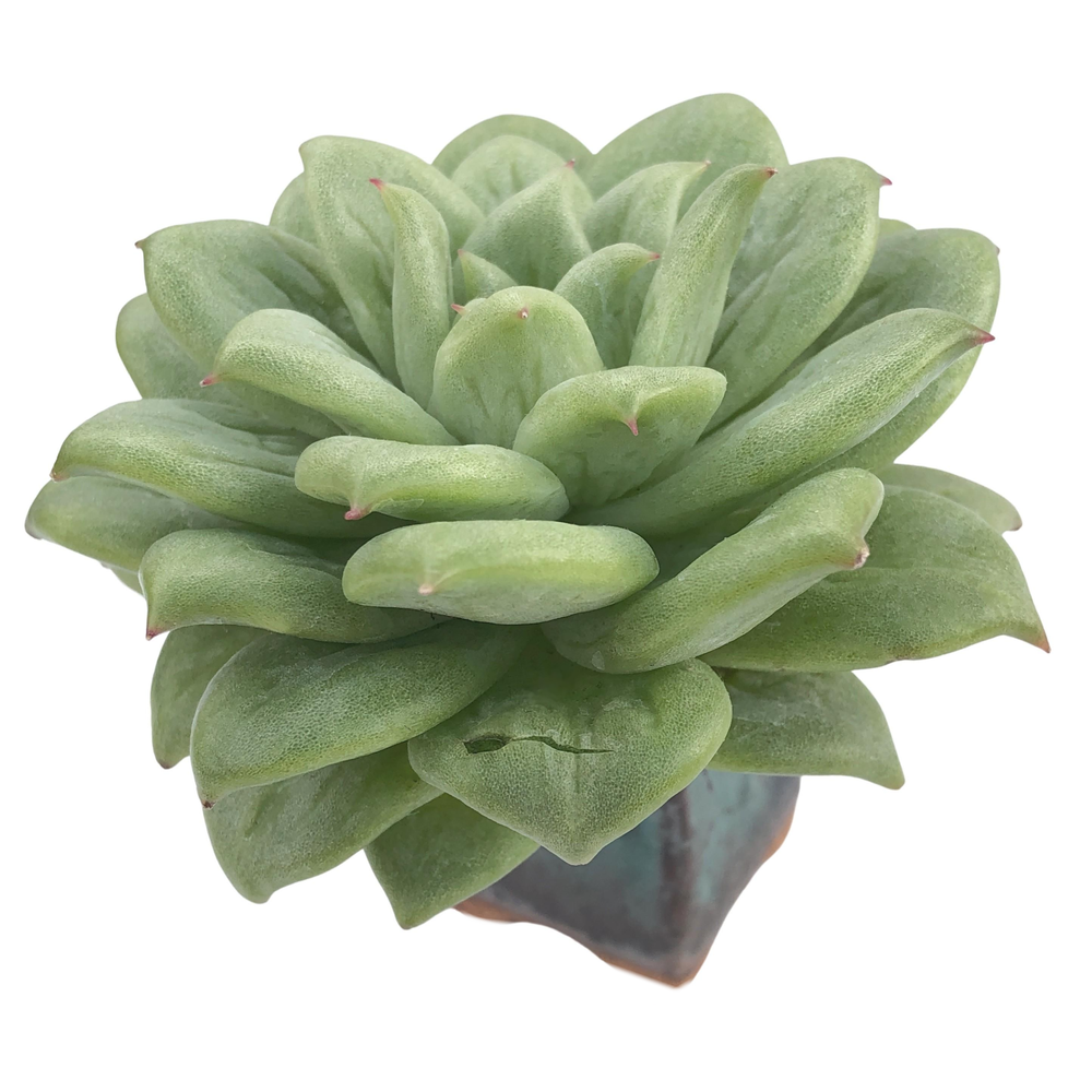 Echeveria Agavoides Maria Mutation (Not Perfect)