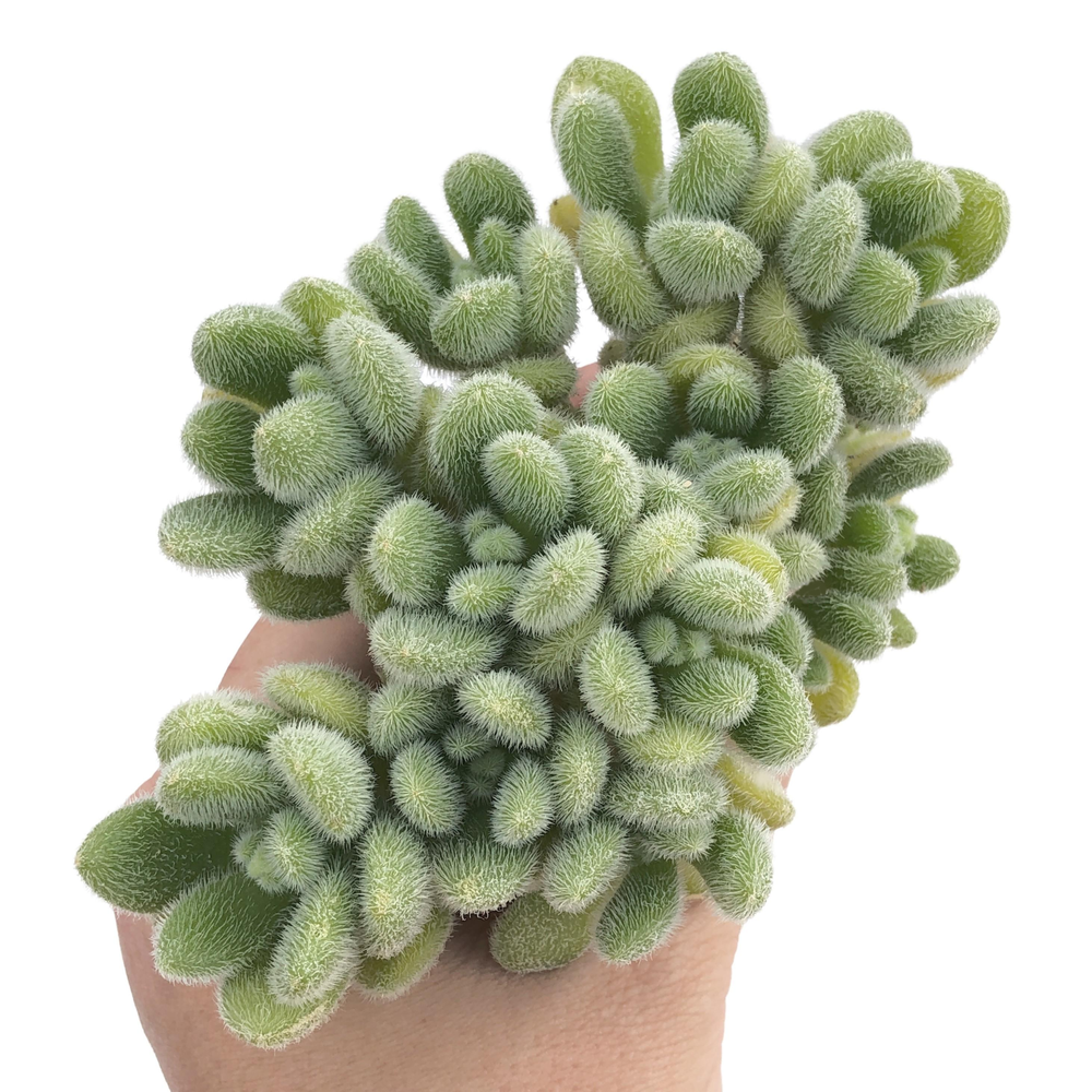 Sedum Hintonii, Large Cluster