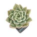 Echeveria Moon Fairy