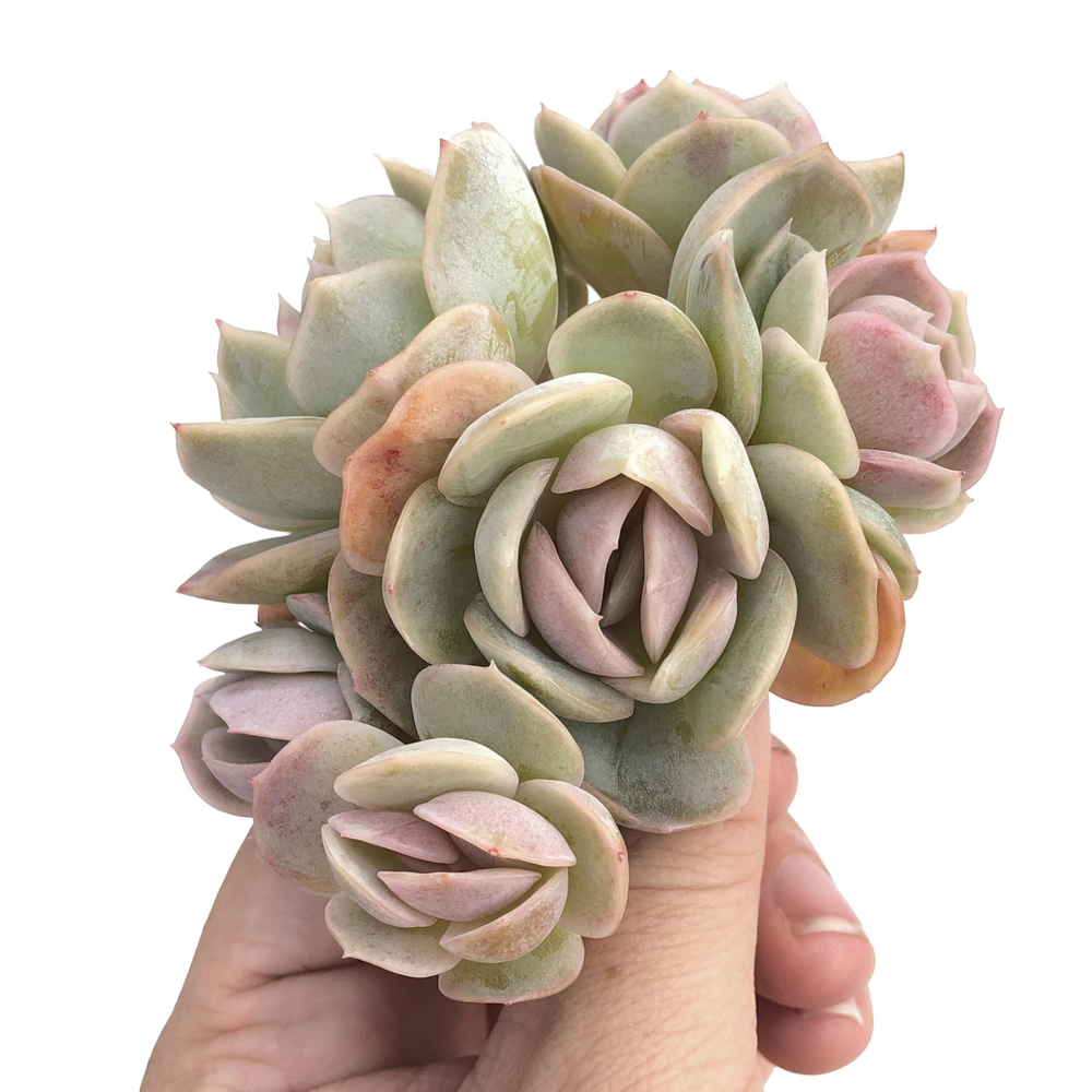 Echeveria Blue Surprise Cluster