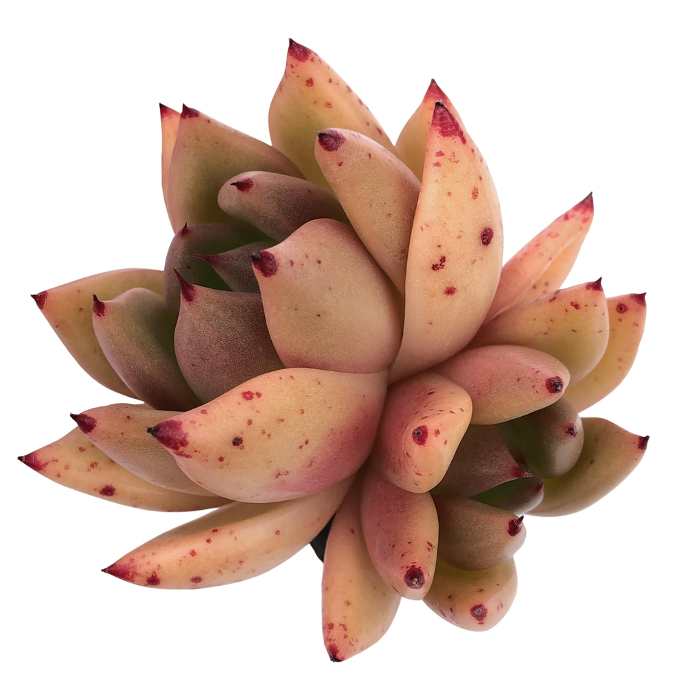 Echeveria Agavoides 'Talon'