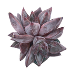 Echeveria Tremolo, Triple