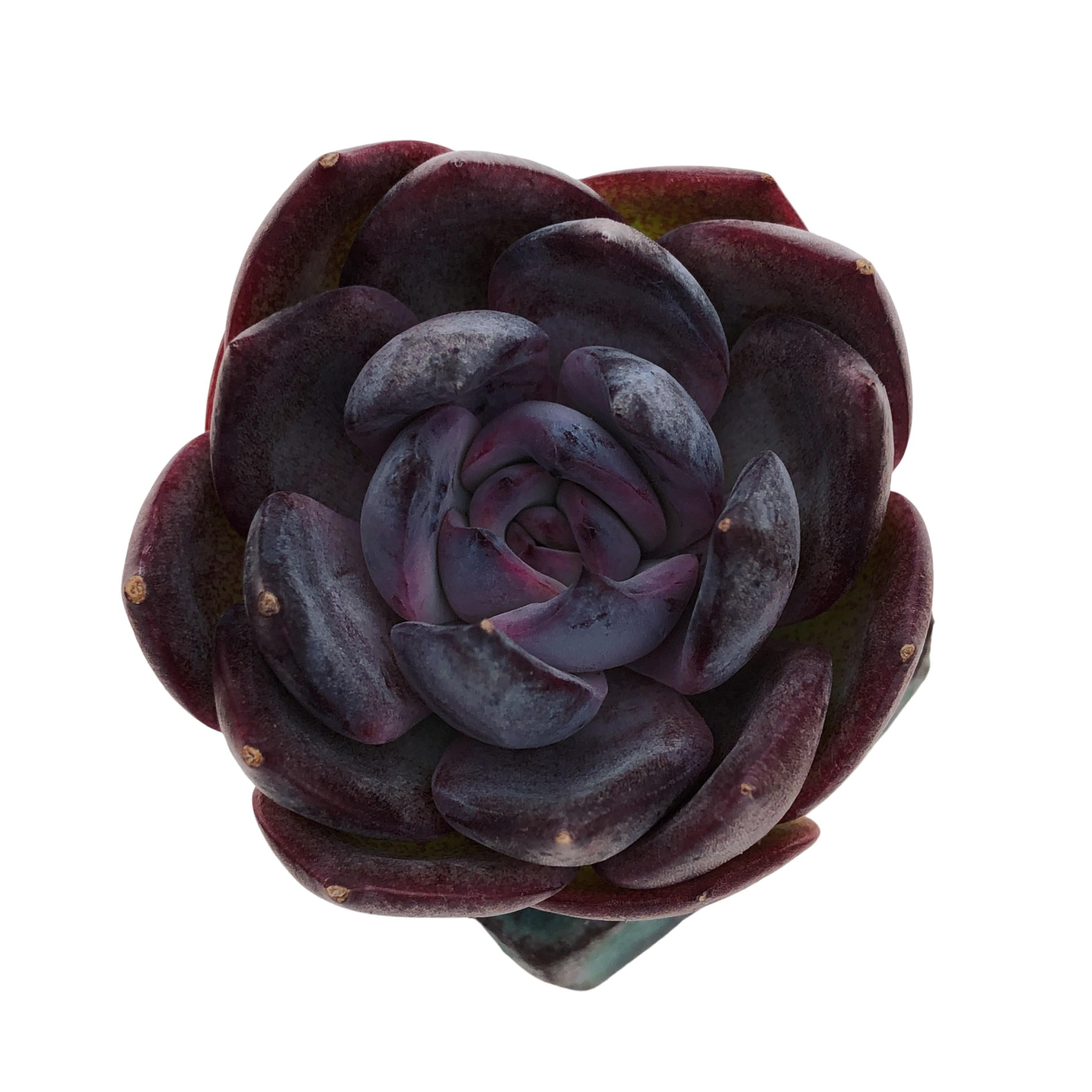 Echeveria Odette – Cedar Creek Farmhouse