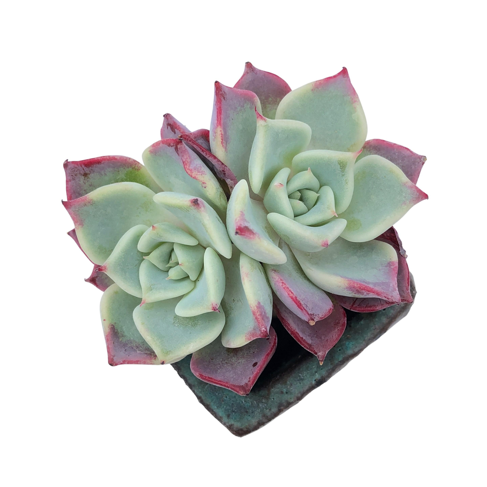 Echeveria Fairy Queen, Double