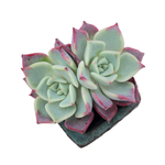 Echeveria Fairy Queen, Double