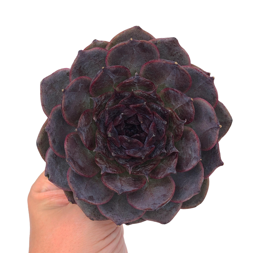 New Hybrid! Echeveria Black Coco, Large