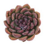 Echeveria Black Queen Hybrid