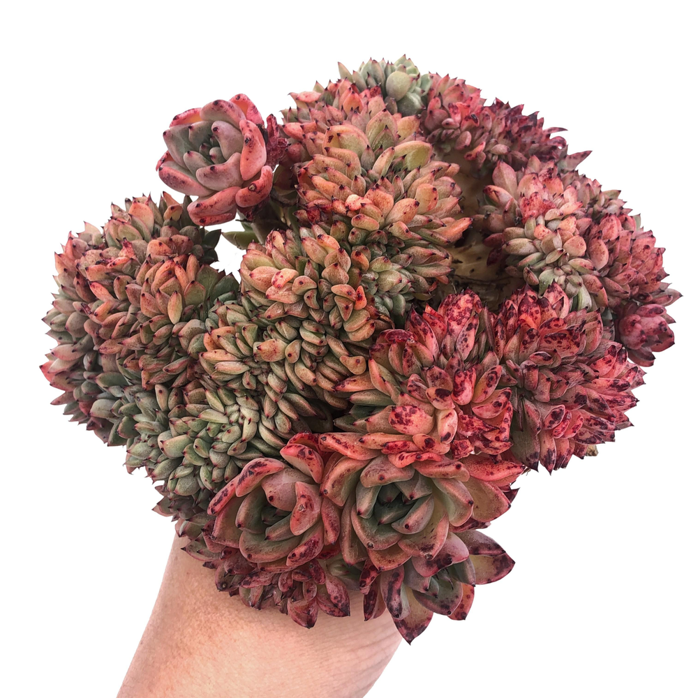 Echeveria Rajoya, Cristata