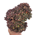 Pachyphytum Compactum Cristata, Huge