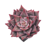 Echeveria Red Dragon