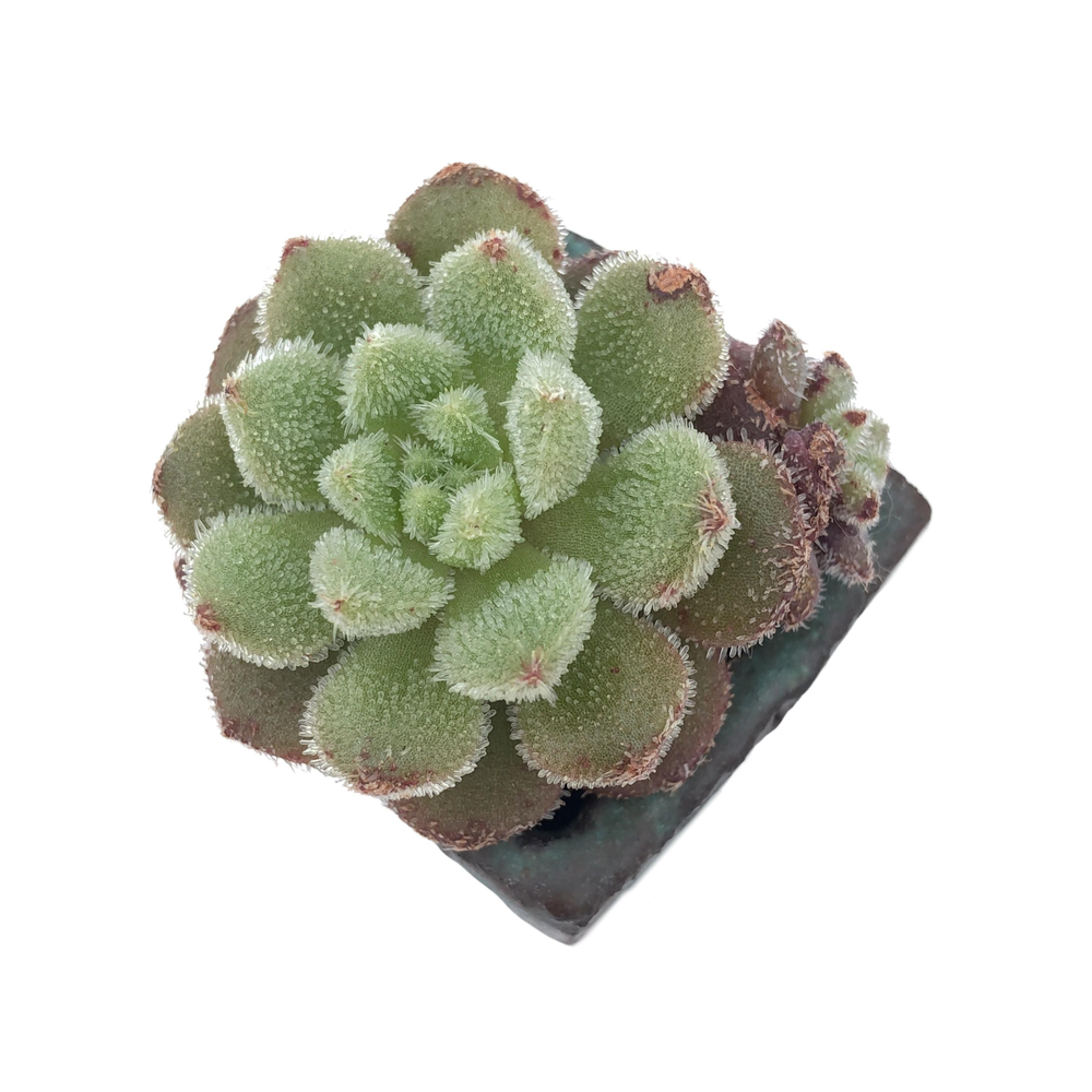 Echeveria Carol