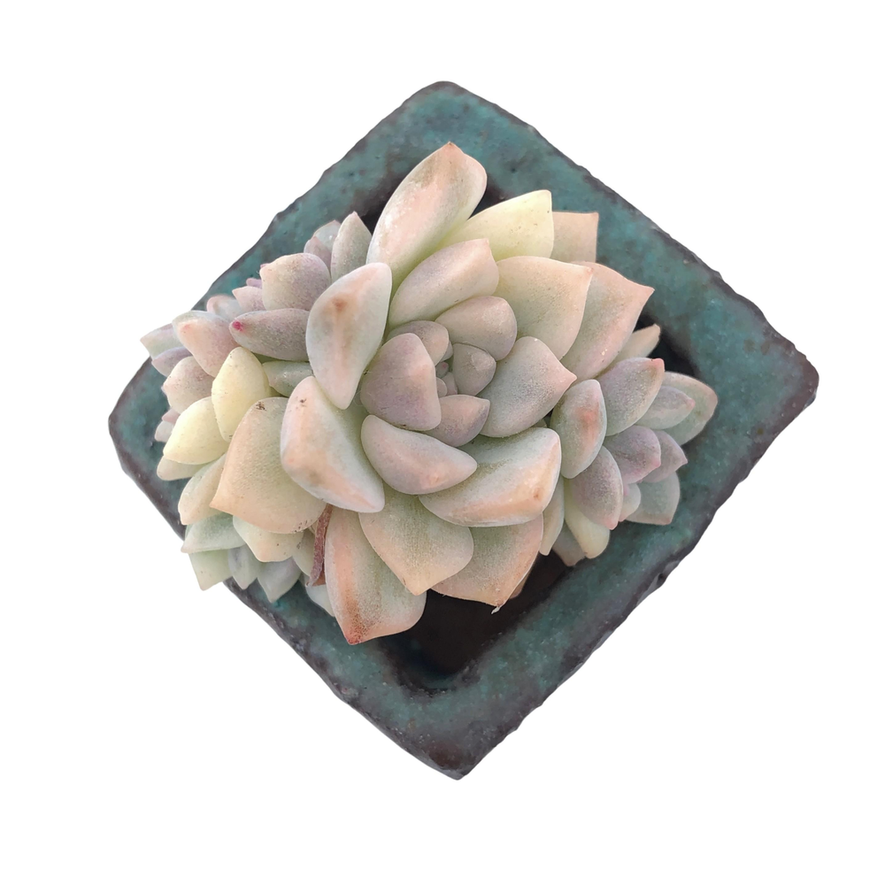 BLACK FRIDAY JUST CART! Echeveria Prolifica, Variegata