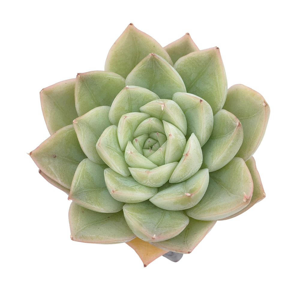 Echeveria Moon Fairy