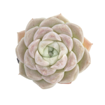 Echeveria Ice Rose, C-type