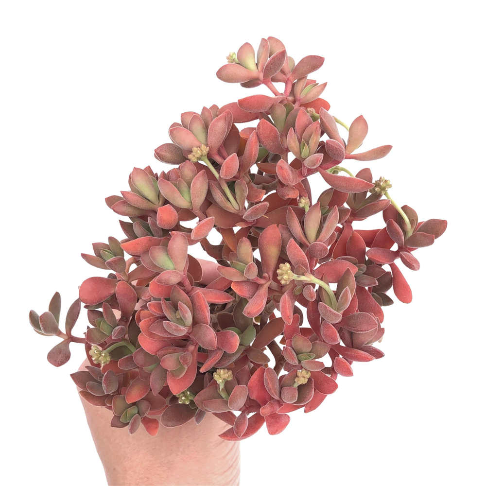 Crassula Atropurpurea var. Watermeyeri