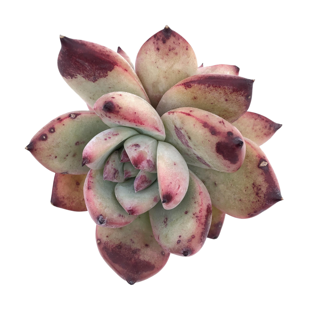 Echeveria Colorata Hybrid