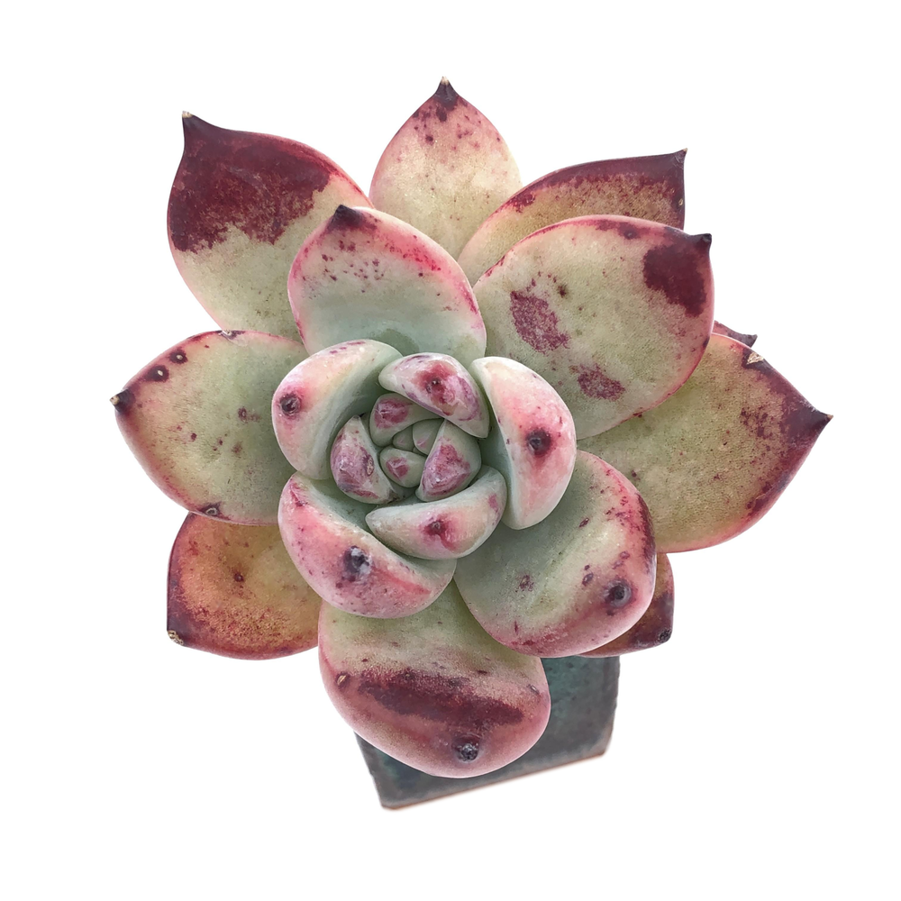 Echeveria Colorata Hybrid