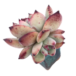 Echeveria Colorata Hybrid