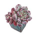 Echeveria Boa, Double