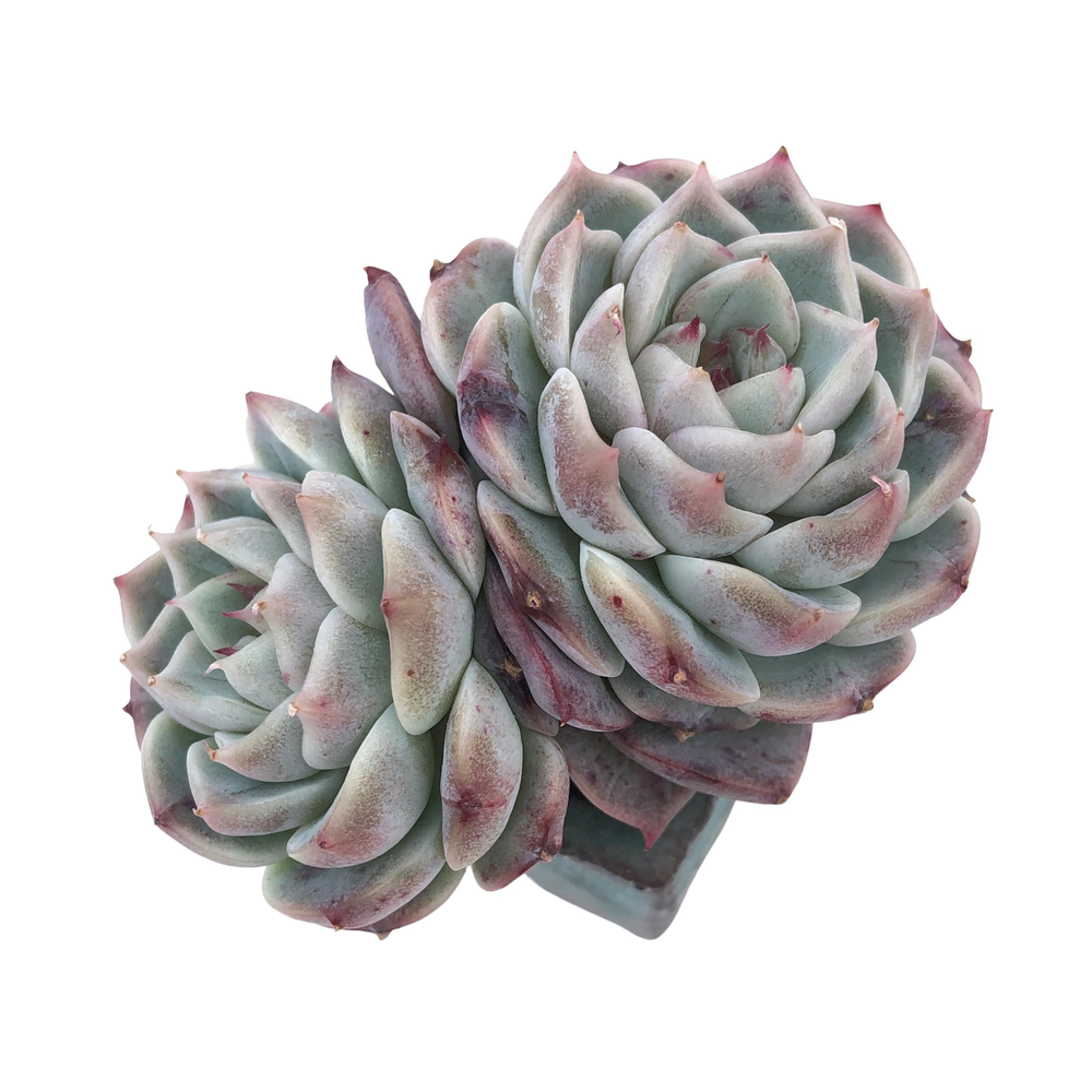 Echeveria Red Velvet, Double