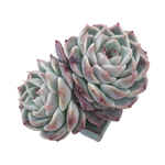 Echeveria Red Velvet, Double