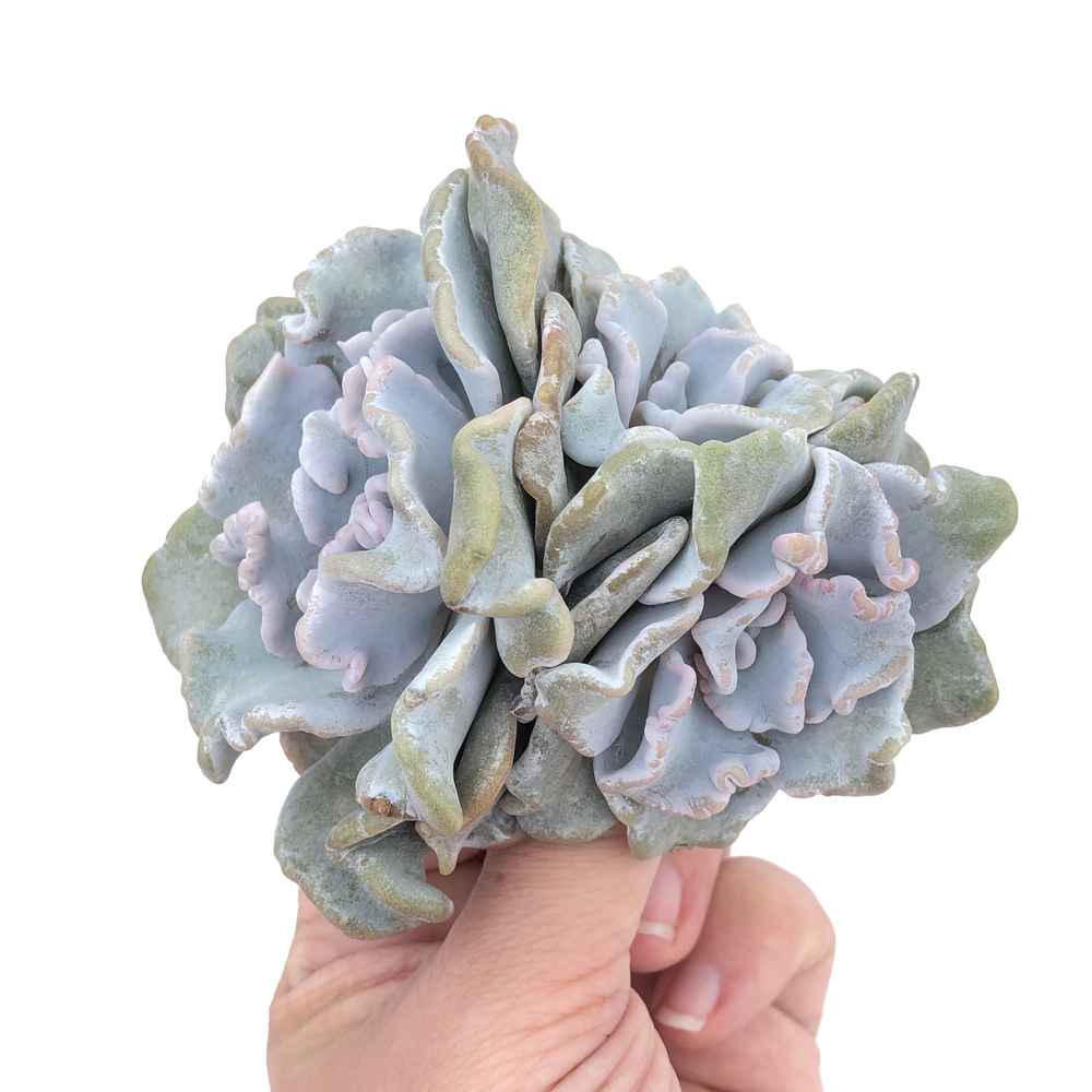 Echeveria Crispate Beauty, Triple