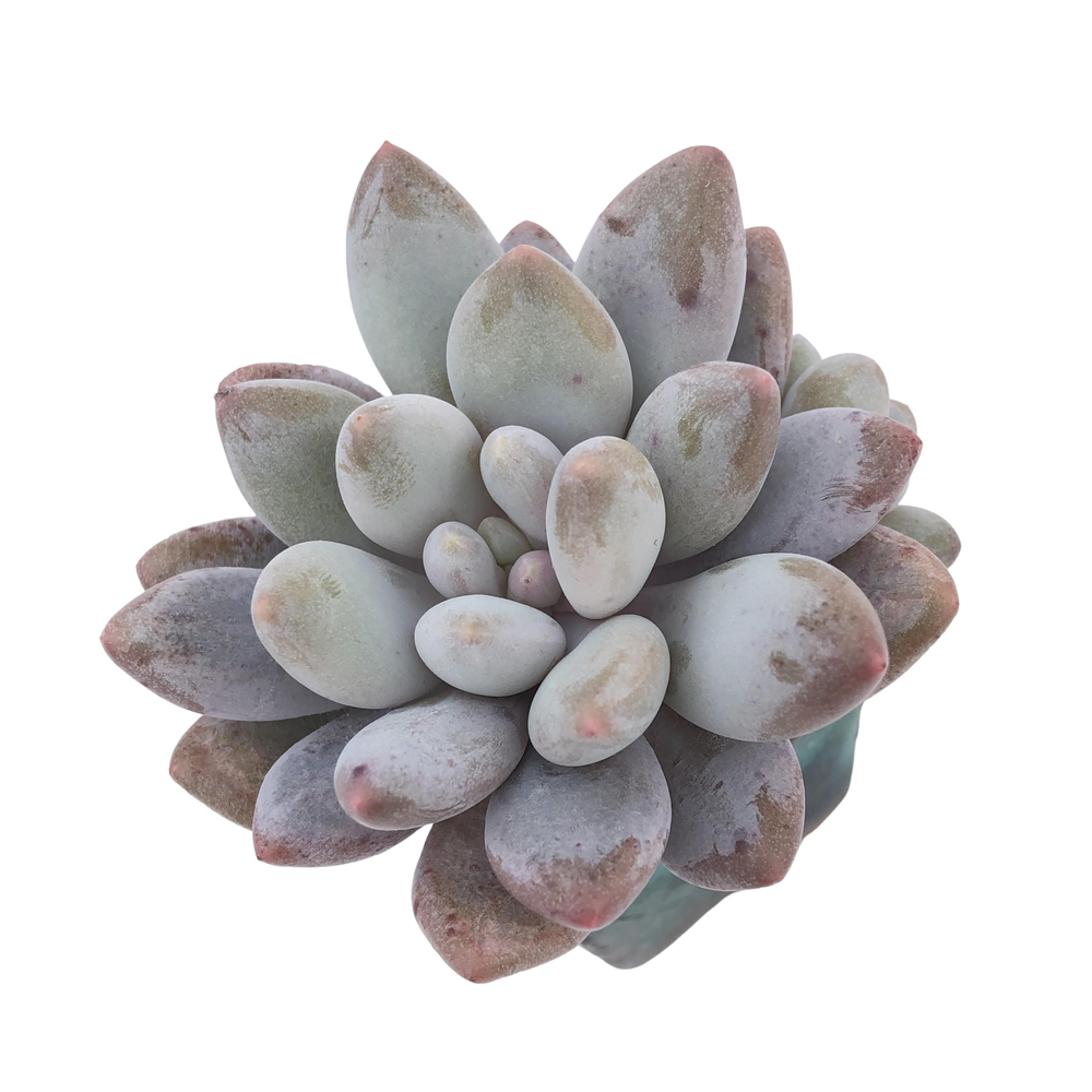 Pachyveria Venus