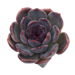 Echeveria Dark Chocolate