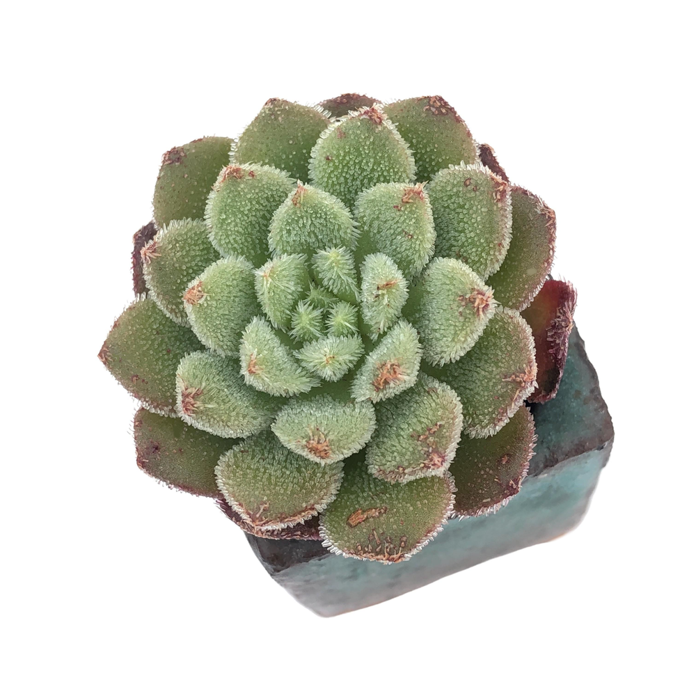 Echeveria Carol