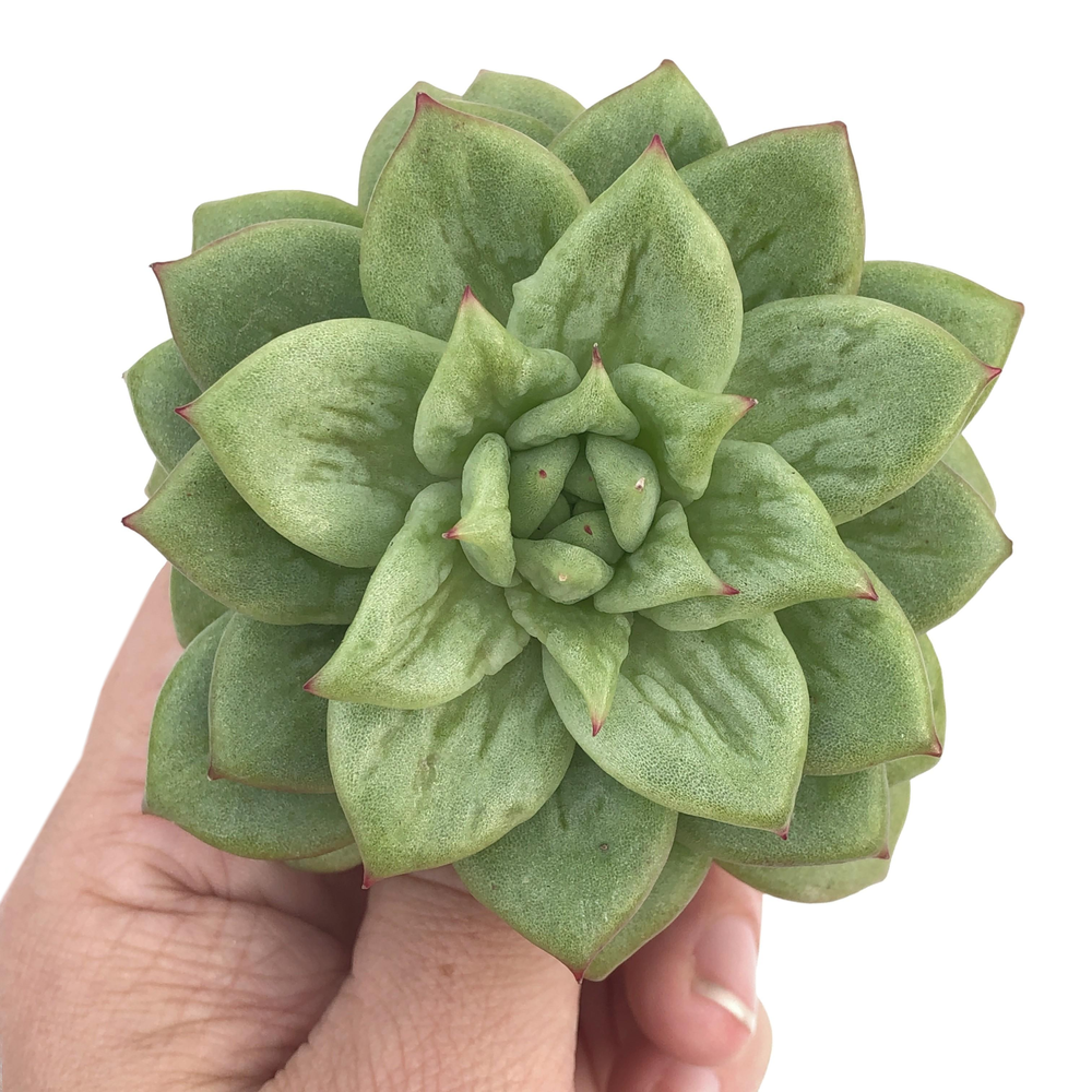 Echeveria Agavoides Maria Mutation