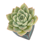 Echeveria Moon Fairy