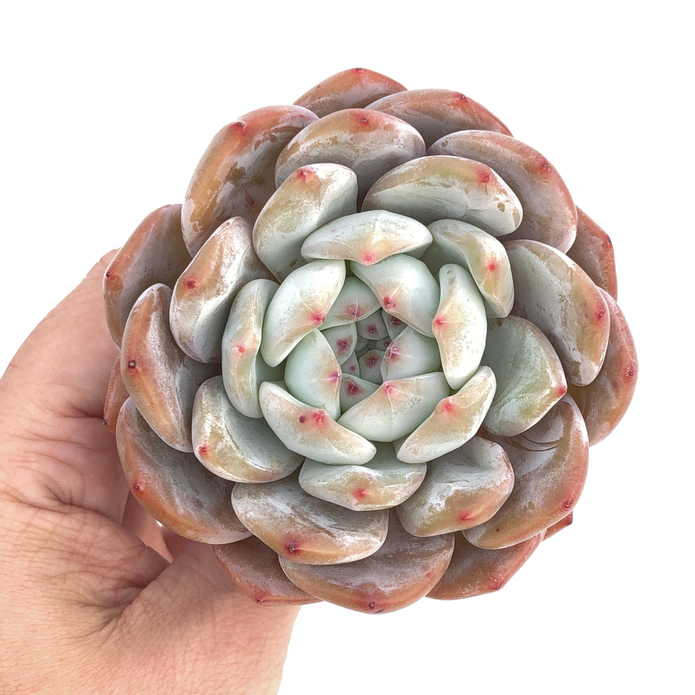 Echeveria Orange Monroe, Large