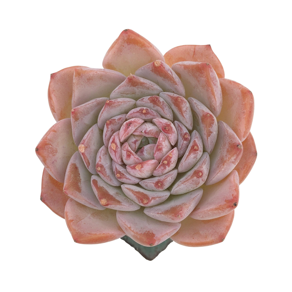 Echeveria Purple Elio