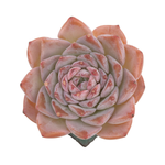 Echeveria Purple Elio