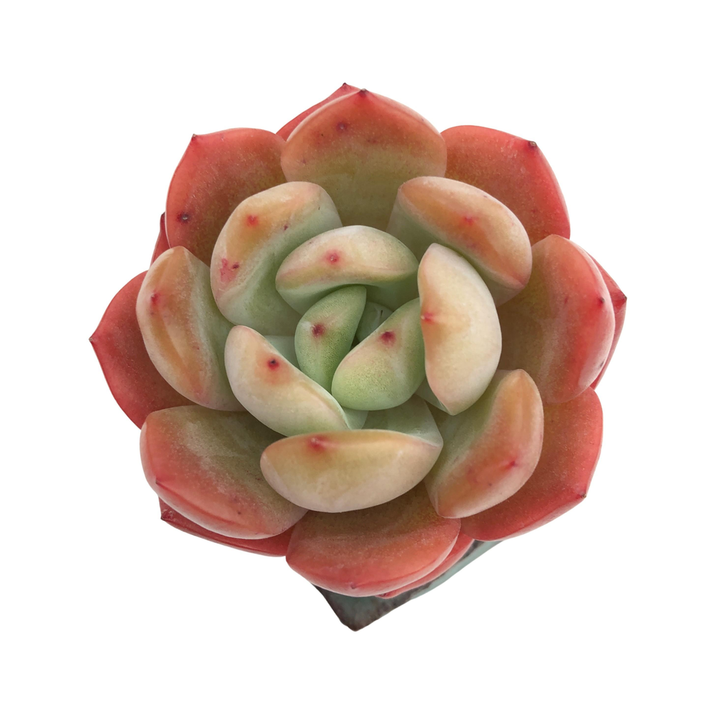 Echeveria Glam Pink