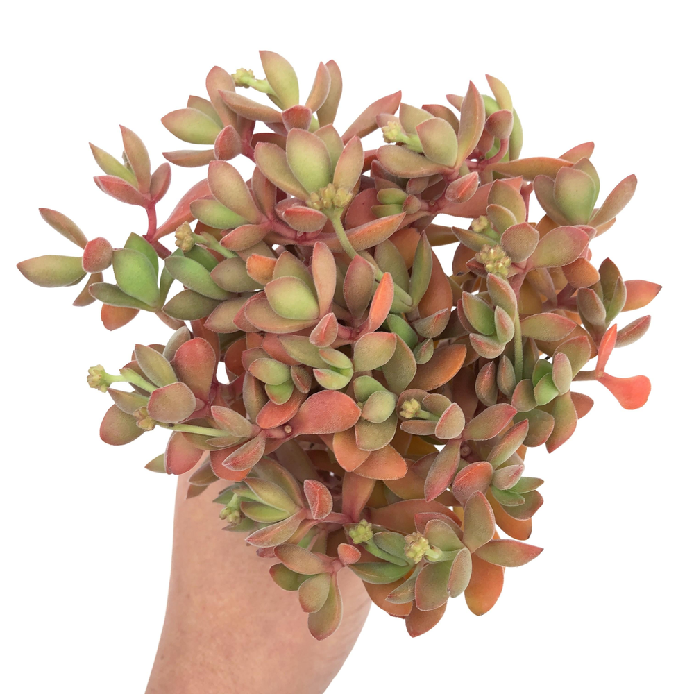 Crassula Atropurpurea var. Watermeyeri