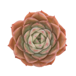 Echeveria Onslow