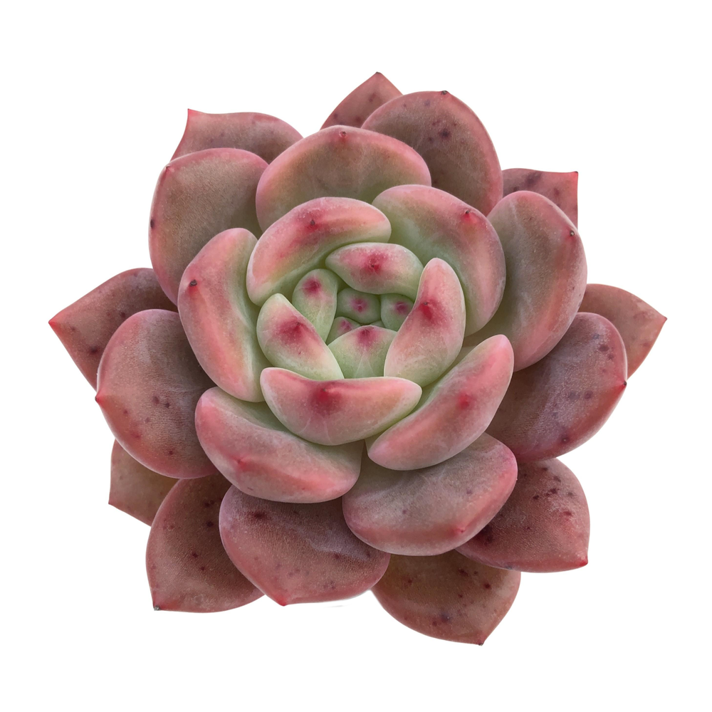 Echeveria Ariel