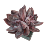 Echeveria Tremolo, Double