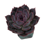 Echeveria Dark Chocolate