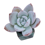 BLACK FRIDAY JUST CART! Echeveria Ivory