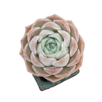 Echeveria Ice Rose