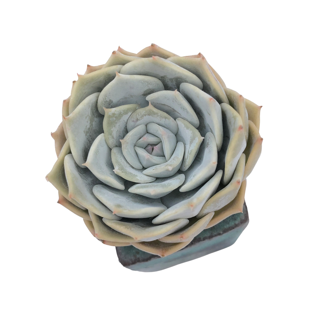 Echeveria Fluer Blanc