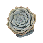 Echeveria Fluer Blanc